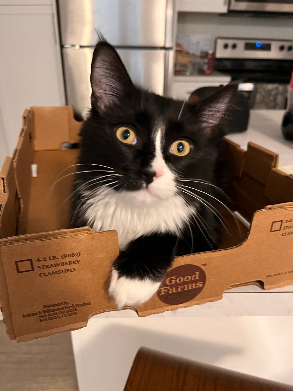 Meet our grand&nbsp;kitty