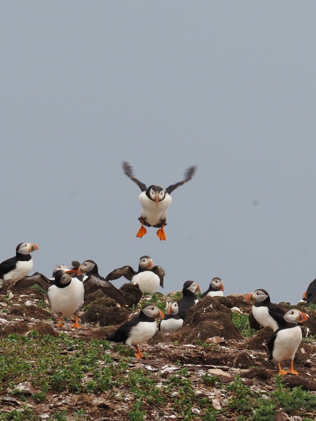 Skerwink and the&nbsp;Puffins